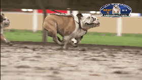 坎特伯雷公园斗牛犬比赛
